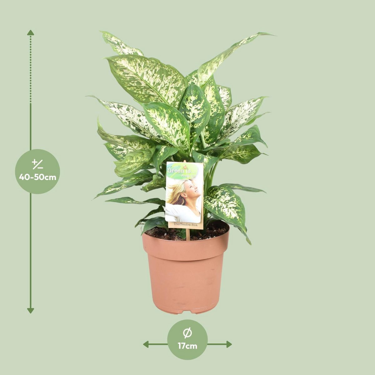 Dieffenbachia Compacta | [P17-H45]