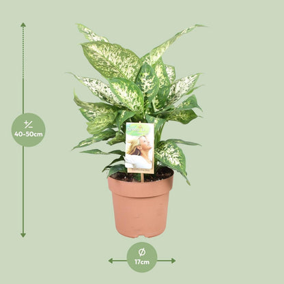 Dieffenbachia Compacta | [P17-H45]