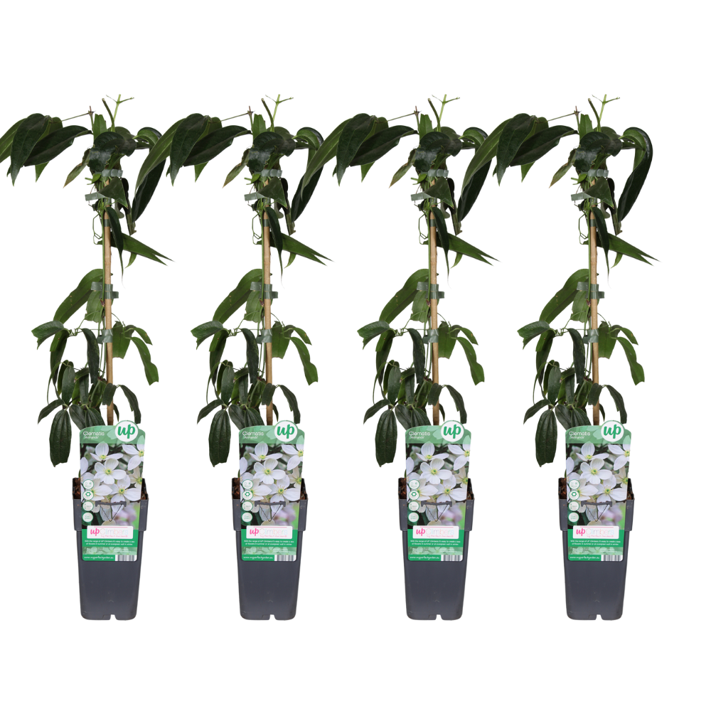 Clematis Armandii - 4 pieces - Ø15cm - ↕65cm