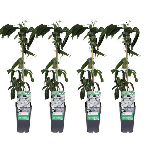 Clematis Armandii - 4 pieces - Ø15cm - ↕65cm