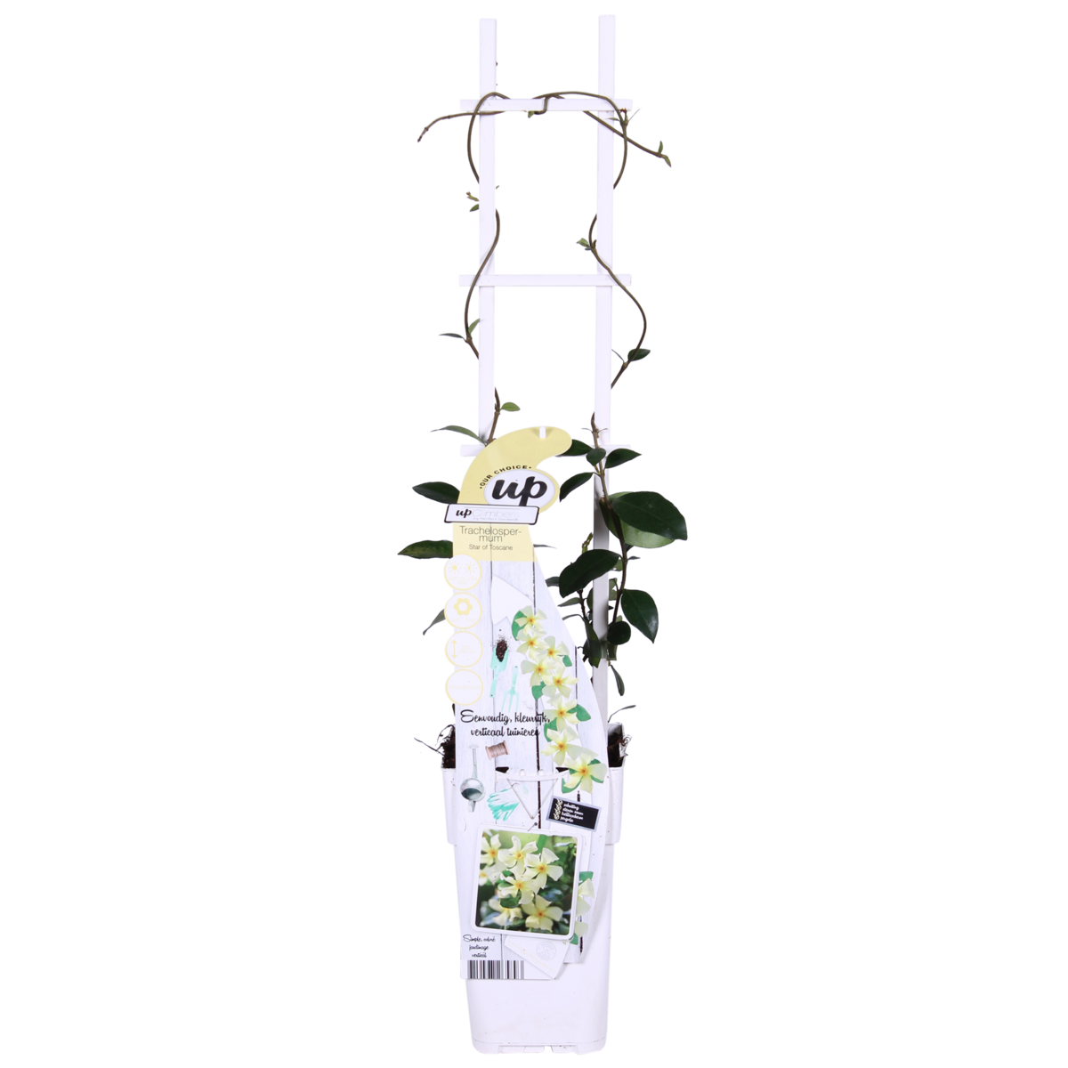 2x - Trachelospermum 'Star of Toscana' - ↨65cm - Ø15
