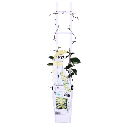2x - Trachelospermum 'Star of Toscana' - ↨65cm - Ø15