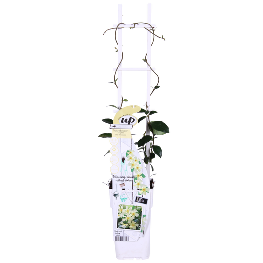 2x - Trachelospermum 'Star of Toscana' - ↨65cm - Ø15