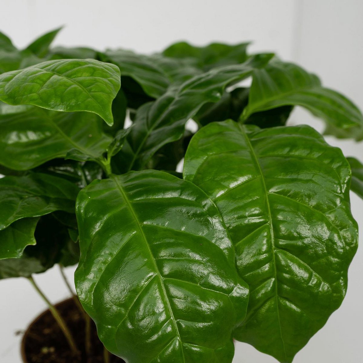 Coffea Arabica - Coffee plant - 2 pieces - ø12cm - ↕25cm