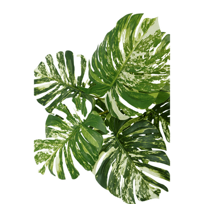 Monstera Artificial plant 75cm