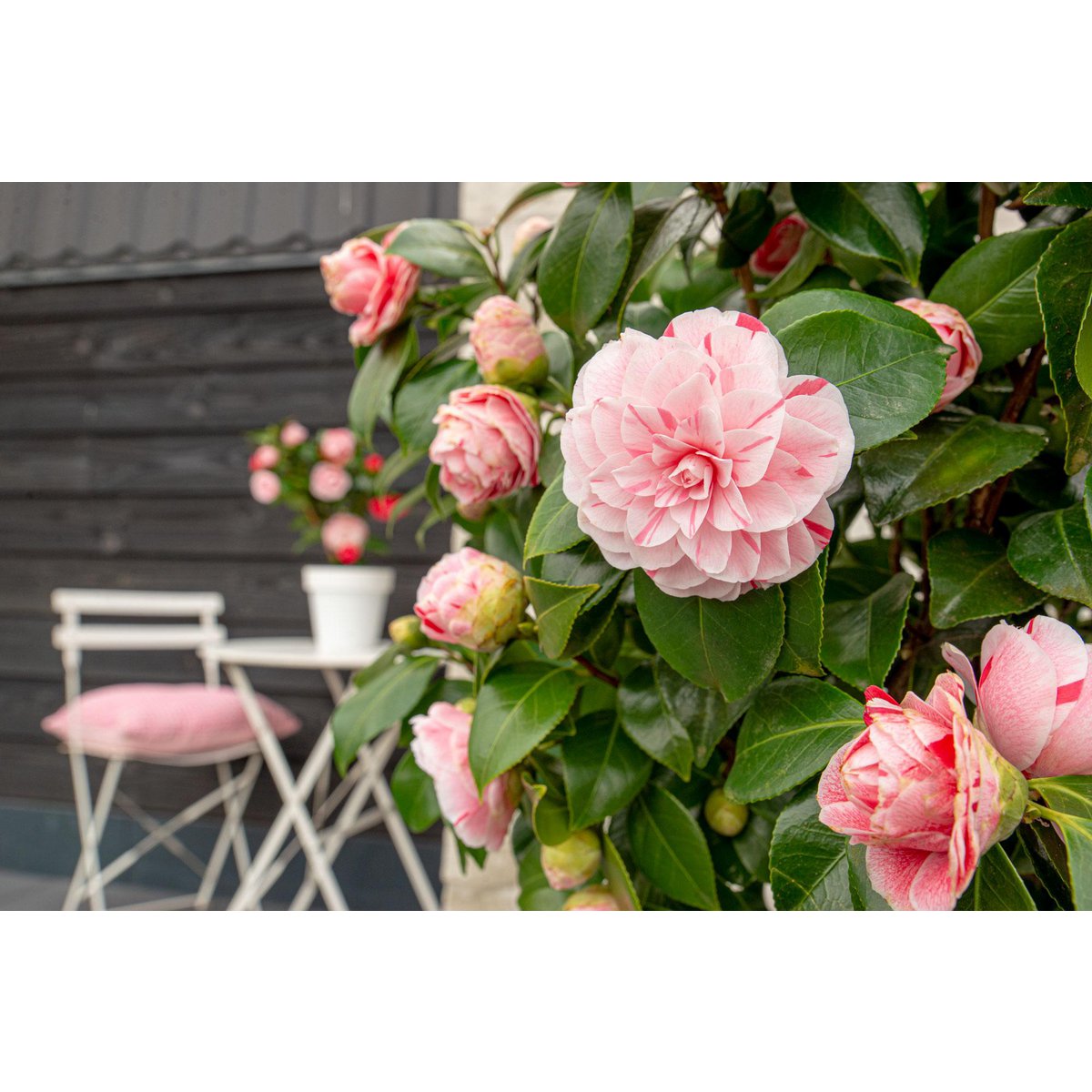 Camellia Japonica Bonomiana - Ø19 - ↨65cm