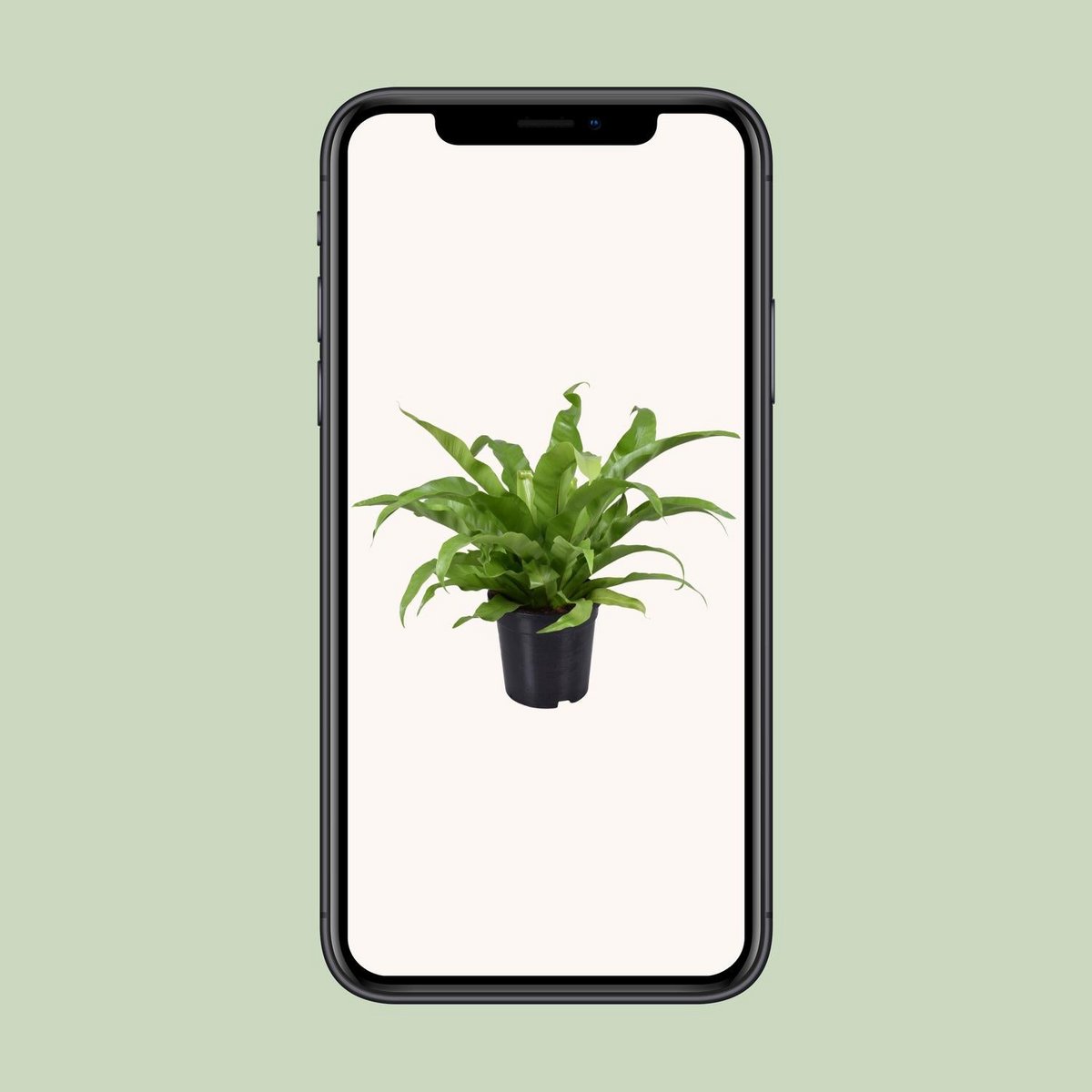 Asplenium Antiquum | [P17-H45]