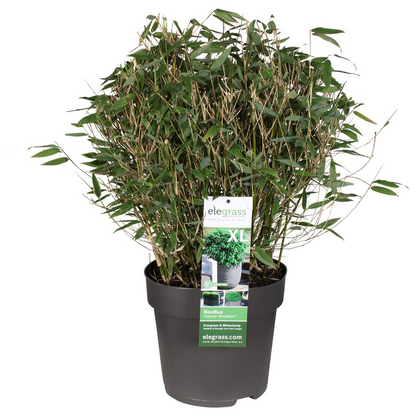 Fargesia 'Moontears'â® Boobux - Compact growing, non -proliferating bamboo - Ø29cm - ↕70cm