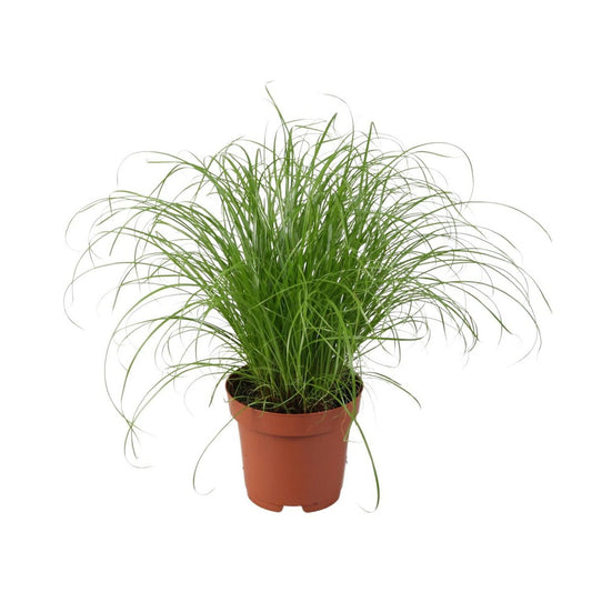 Cyperus Alternifolius Zumula Zonder Etiket | [P12-H28]