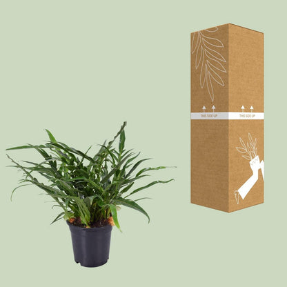 Aglaomorpha Coronans JIM | [P17-H45]