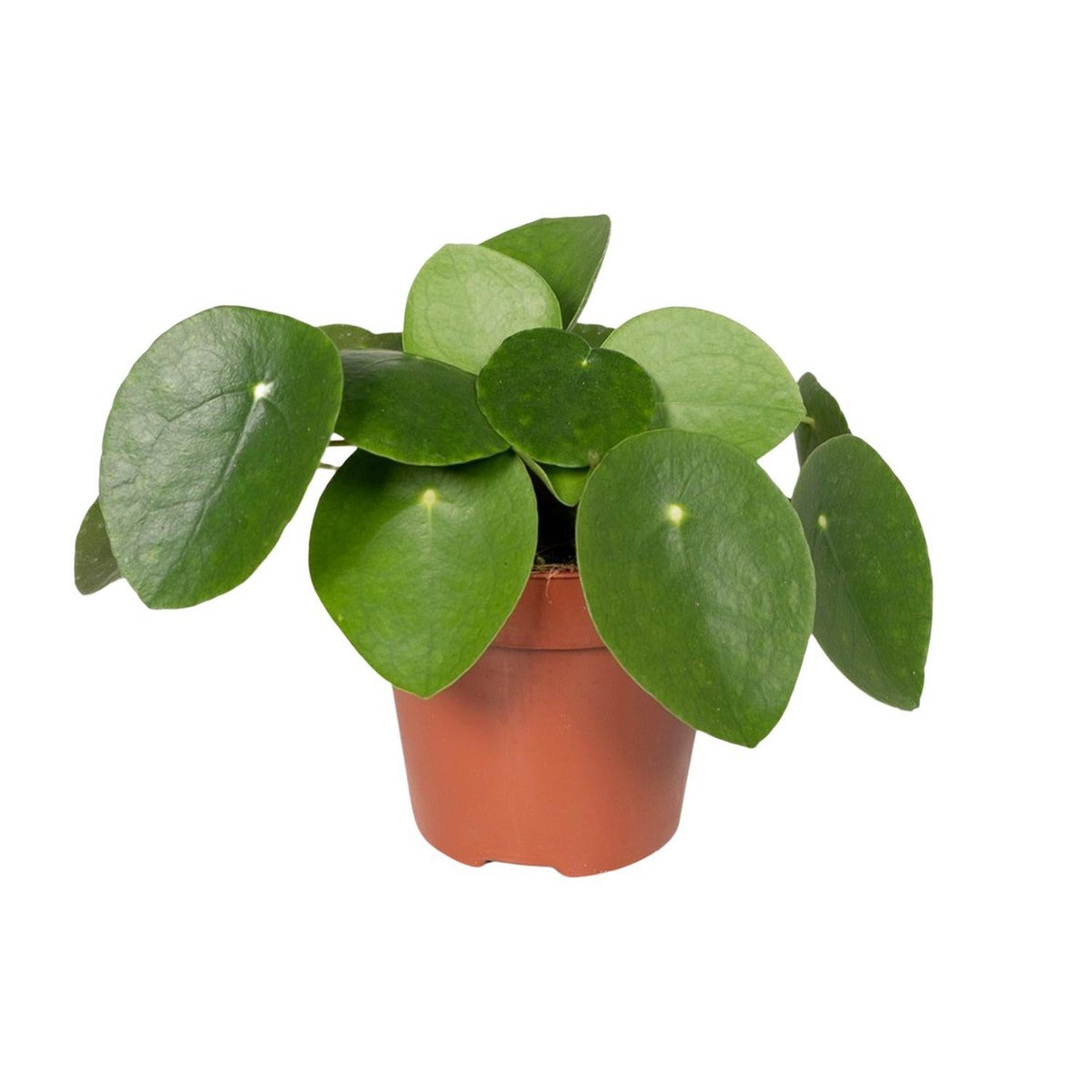 Pilea Peperomiodes | [P12-H20]