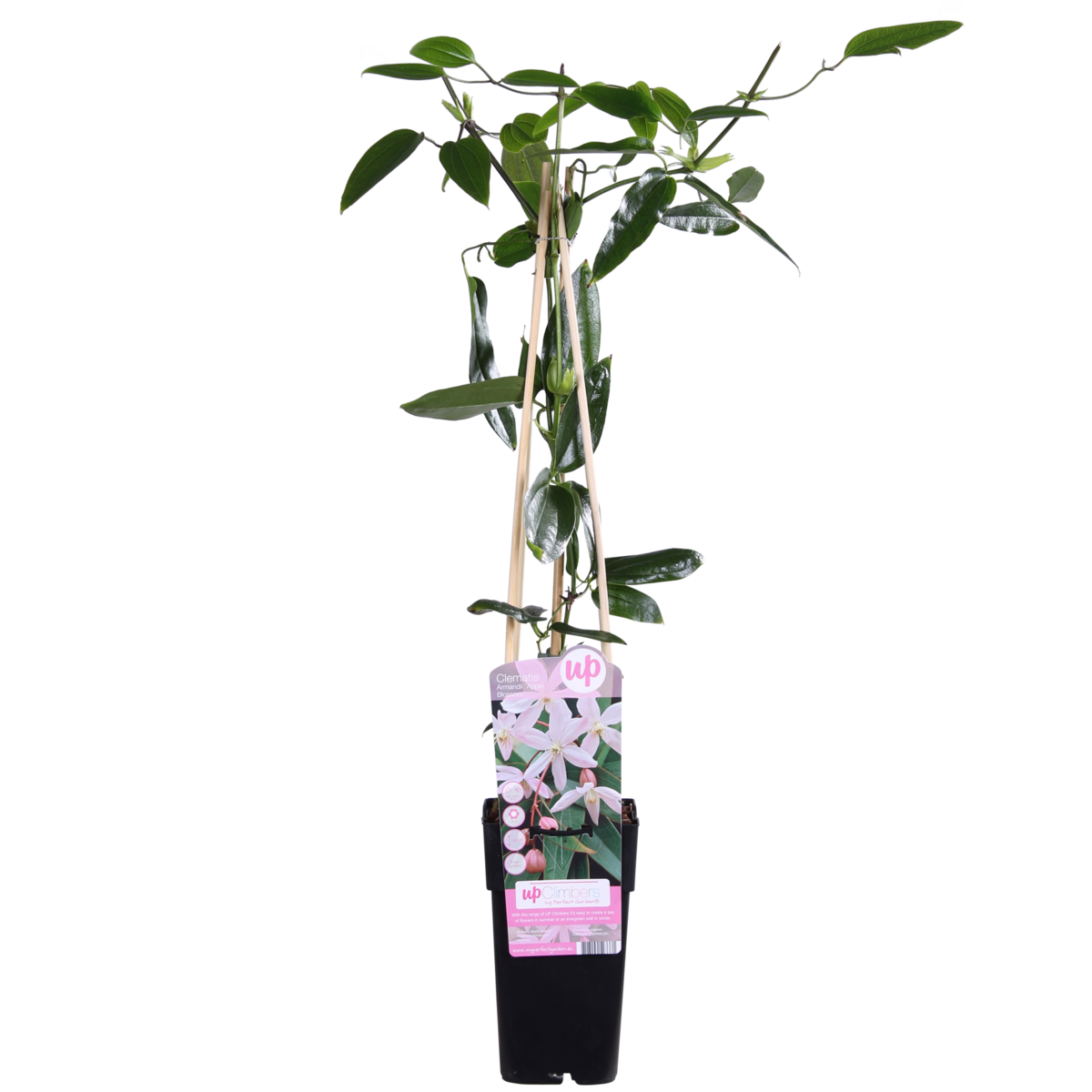 Clematis Armandii Apple Blossom - evergreen clematis light pink - Ø15cm - ↕65cm