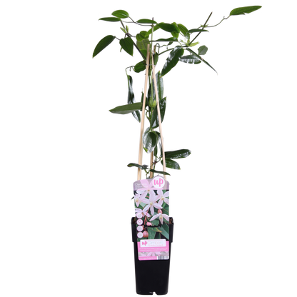 Clematis Armandii Apple Blossom - evergreen clematis light pink - Ø15cm - ↕65cm