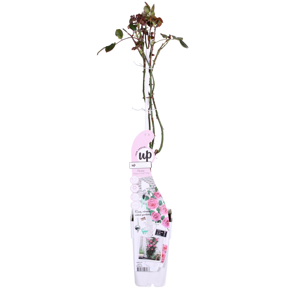 Rosa Crazy in love 'Pink' - ↕65cm - Ø15