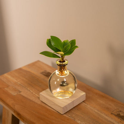 Clusia in Samoan glass with LED lighting - ø4cm - ↕10cm