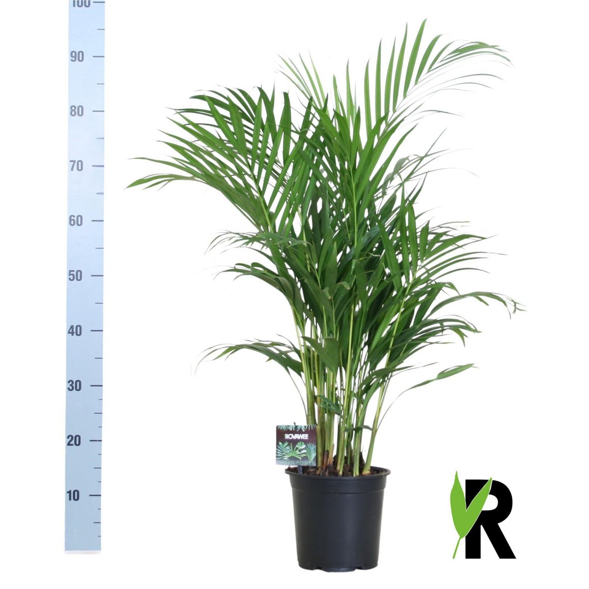 Dypsis Lutescens 120 - Ø19cm - ↕100cm