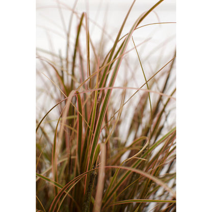 Uncinia rubra 'Everflame' - ↕30cm - Ø14