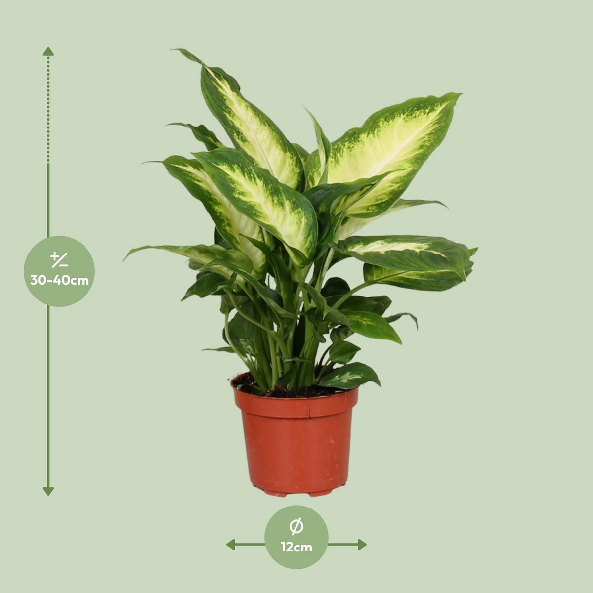 Dieffenbachia 'Camilla' | [P12-H35]