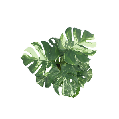 Monstera Artificial plant 40cm