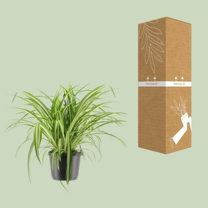 Chlorophytum Com. Variegatum Hangpot | [P17-H30]