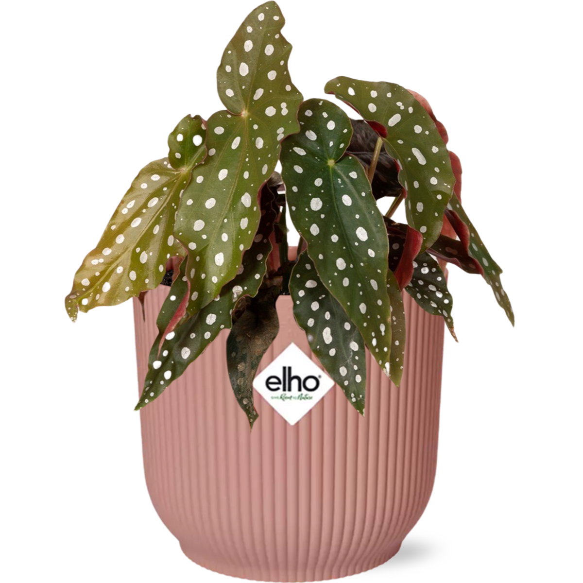 Begonia Maculata + ELHO Vibes Fold 14cm roze