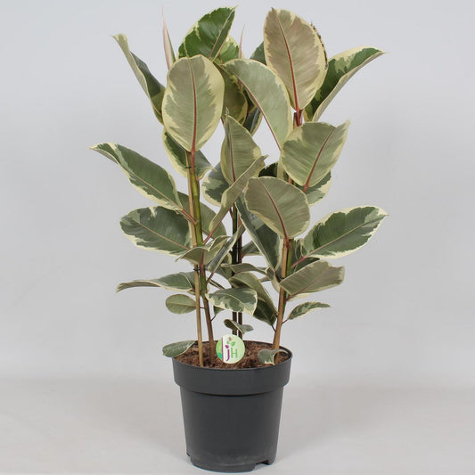 Ficus Tineke - Ø27cm - ↕85cm