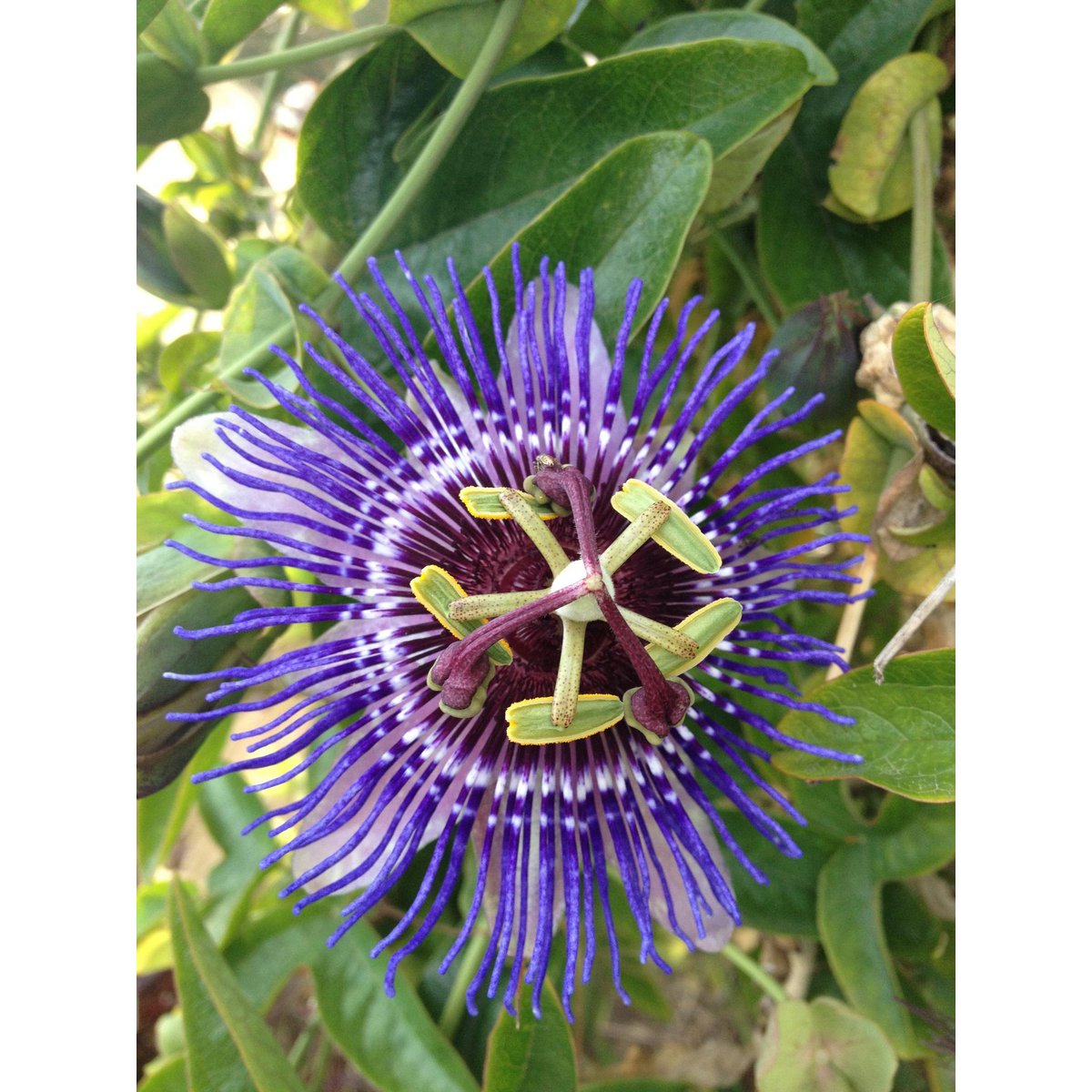 Passiflora 'Purple Haze' - ↕65cm - Ø15