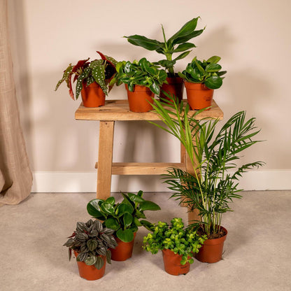 Surprise box - 8 various houseplants - ø12cm - ↕10-25 cm