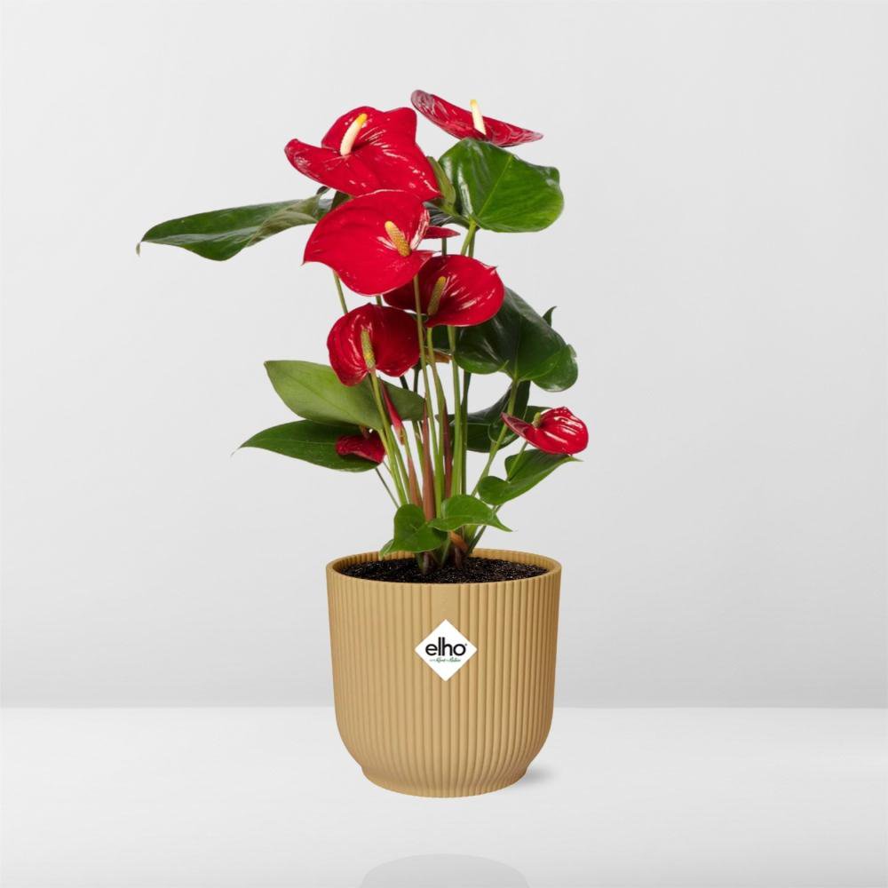 Anthurium Red 12cm in ELHO Vibes Fold 14cm geel