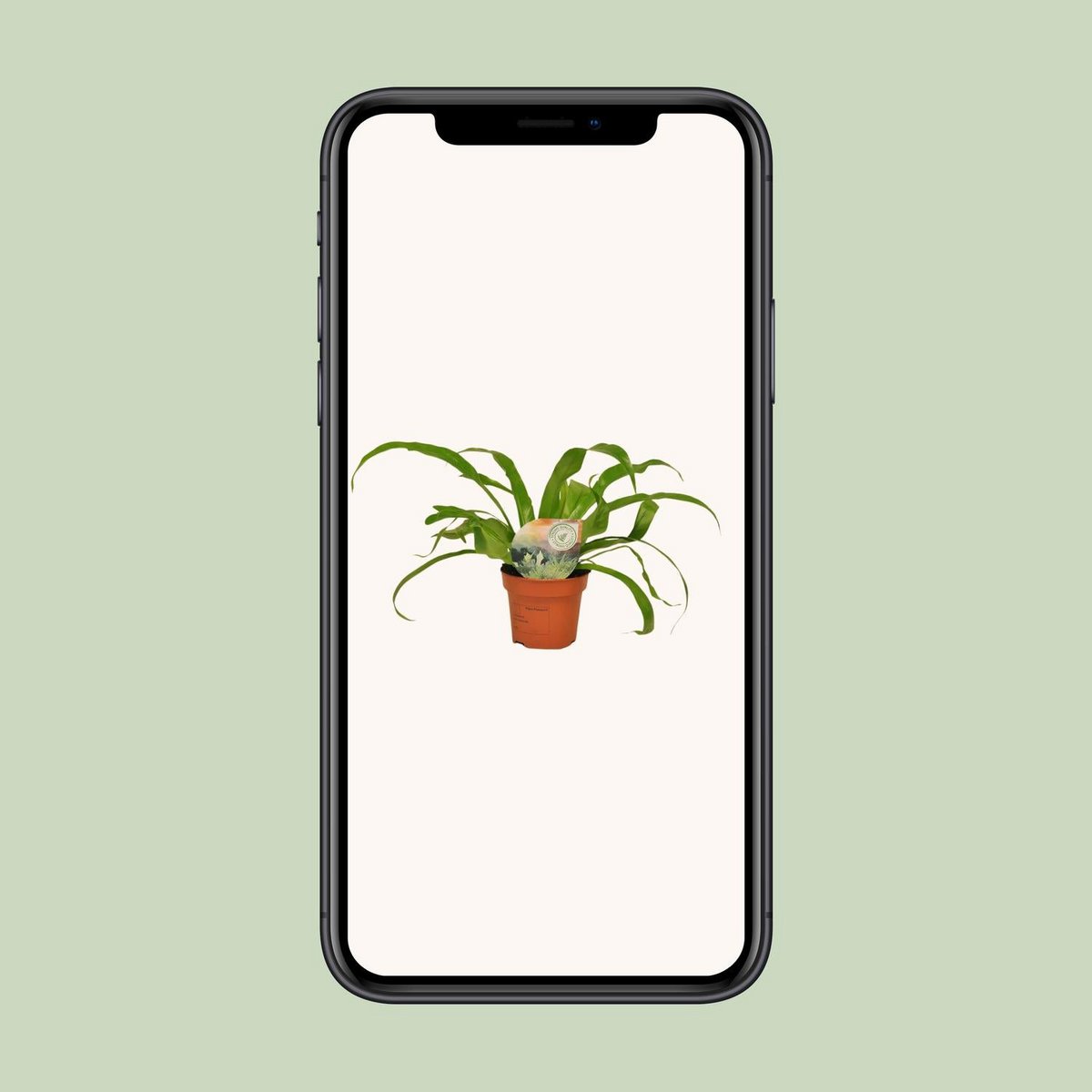 Asplenium Antiquum | [P12-H30]