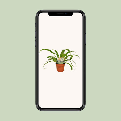 Asplenium Antiquum | [P12-H30]