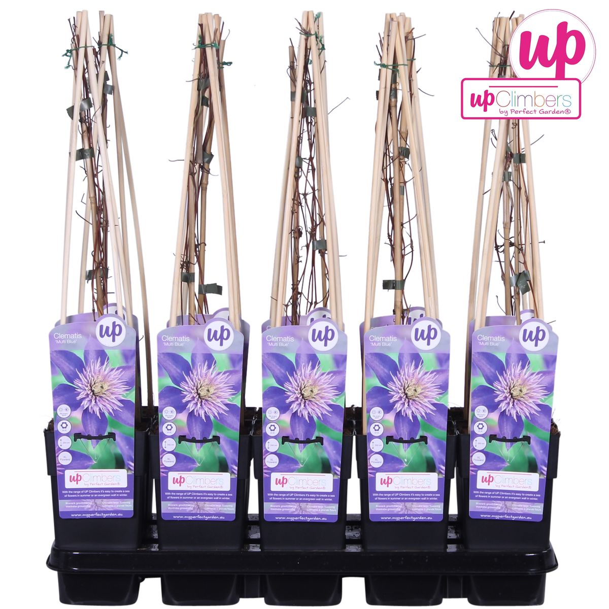 Clematis Multi Blue - ↕65cm - Ø15