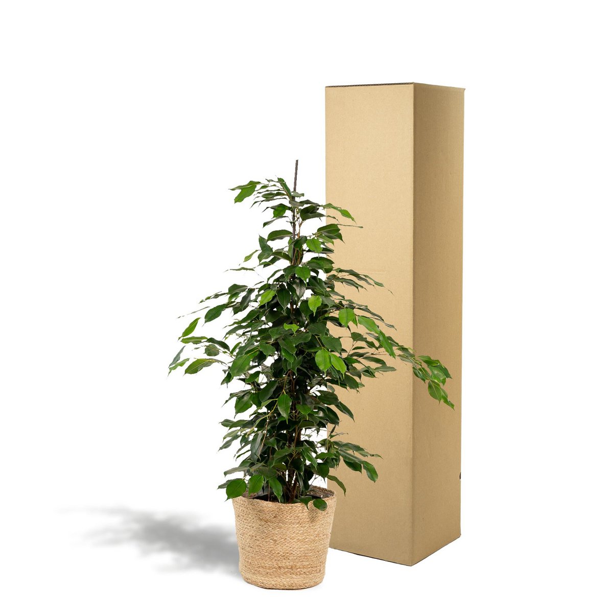 Ficus benjamina Danielle - Ø21cm - ↕95cm + Mand Selin