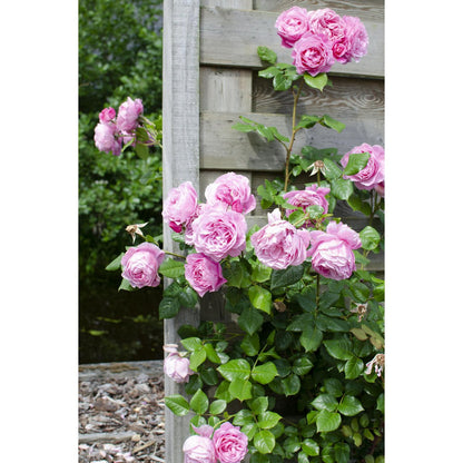 Rosa Crazy in love 'Pink' - ↕65cm - Ø15
