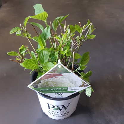 Hydrangea arbo. 'Strong Annabelle' - Ø19cm - ↕30cm