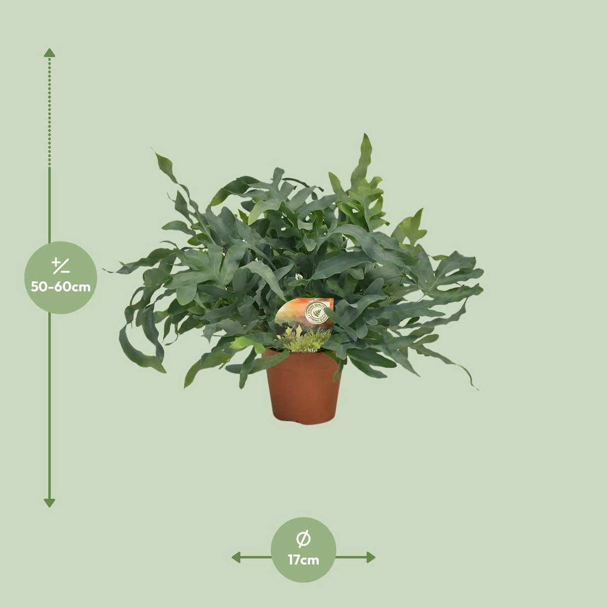 Phlebodium Blue Star | [P17-H60]