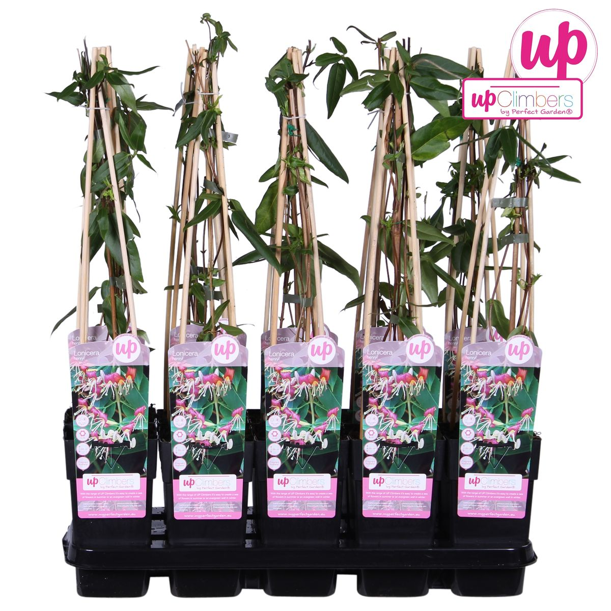 Lonicera henryi - ↕65cm - Ø15