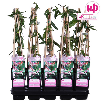 Lonicera henryi - ↕65cm - Ø15