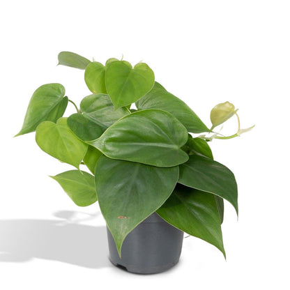 Philodendron Scandens - Ø12cm - ↕15cm