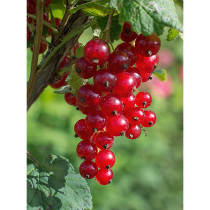Ribes Rubrum 'Jonkheer van Tets' - ↕45cm - Ø13