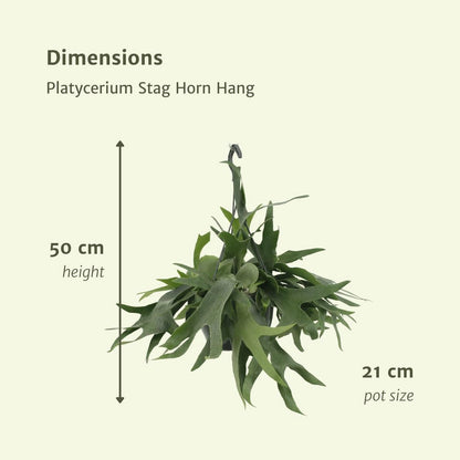 Platycerium Staghorn Hang - Staghorn fern - Ø21cm - ↕50cm