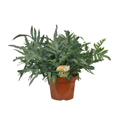 Phlebodium Blue Star | [P26-H80]