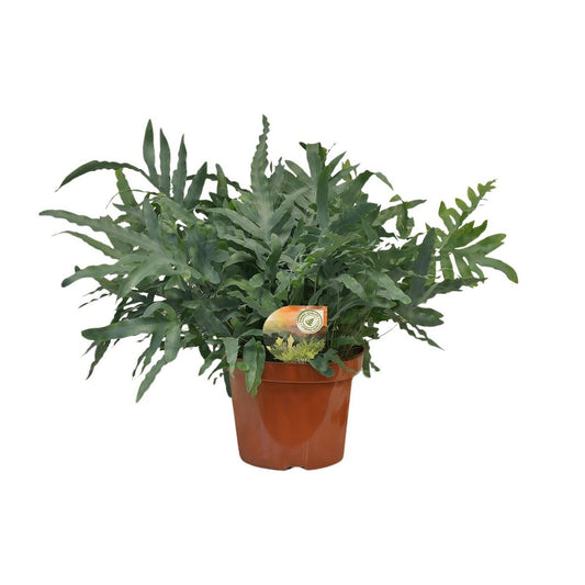Phlebodium Blue Star | [P26-H80]