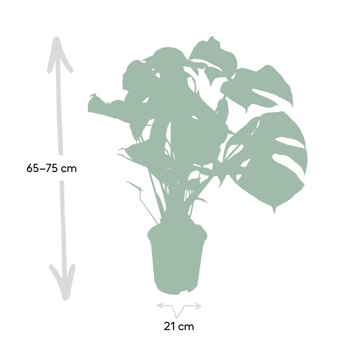 Monstera Deliciosa - Hole plant - Ø21cm - ↕65cm