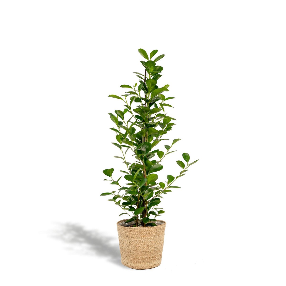 Ficus microcarpa Moclame - ↨95cm - Ø21cm + Mand Selin