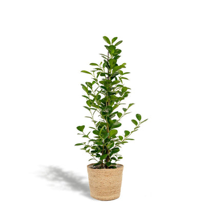Ficus microcarpa Moclame - ↨95cm - Ø21cm + Mand Selin