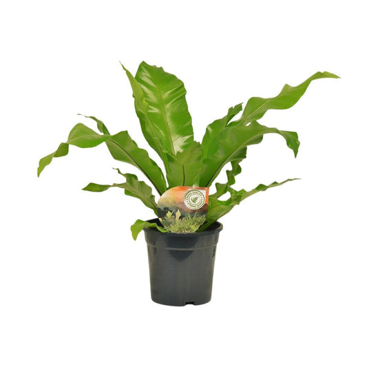 Asplenium Nidus - Ø17cm - ↕60cm