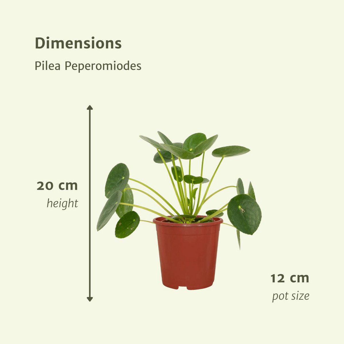 Pilea Peperomioides - Pancake plant - 2 pieces - ø12cm - ↕20cm