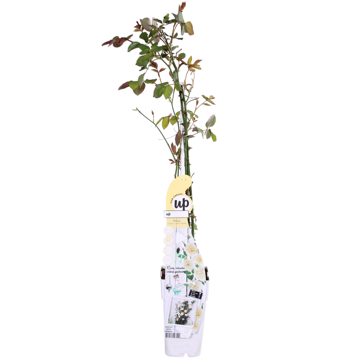 Rosa Crazy in love 'Vanilla' - Creme Roos - Ø15cm - ↕65cm