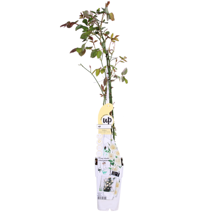 Rosa Crazy in love 'Vanilla' - Creme Roos - Ø15cm - ↕65cm